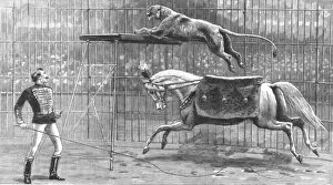 Circus Performer Gallery: The Circus at Covent Garden Theatre with the Lion going through his performance, 1890