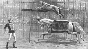 The Circus at Covent Garden Theatre with the Lion going through his performance, 1890. Creator: Unknown The Circus at Covent Garden Theatre with the Lion going through his performance, 1890. Creator: Unknown