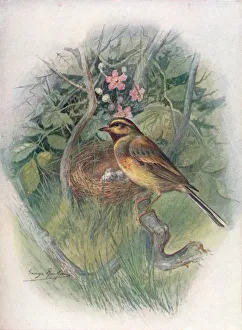 W Chambers Prints: Cirl-Bunting - Emberi za cirl us, c1910, (1910). Artist: George James Rankin