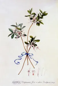 Cistus Virginiana, c. 1743 (hand coloured engraving)