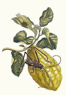 Botanical Illustration Gallery: Citronier. From the Book Metamorphosis insectorum Surinamensium, 1705