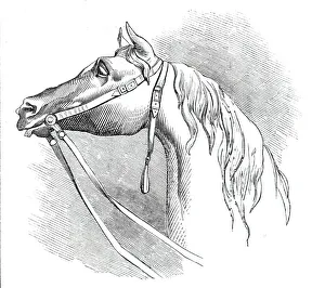 Chantrey Collection: The City Wellington Statue, head of the horse, 1844. Creator: Unknown