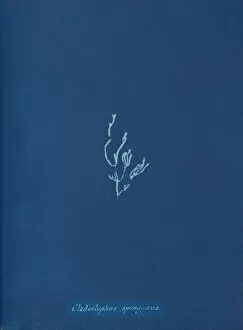 Cyanotype Collection: Cladostephus spongiosus, ca. 1853. Creator: Anna Atkins