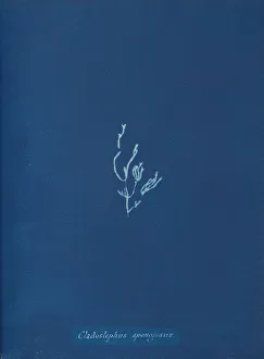 Images Dated 10th August 2020: Cladostephus spongiosus, ca. 1853. Creator: Anna Atkins