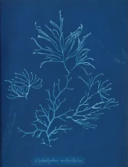 Lightfoot Prints: Cladostephus verticillatus, ca. 1853. Creator: Anna Atkins