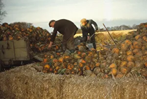Method Prints: Clamp Swedes in late Autumn, Yorkshire, c1960. Artist: CM Dixon