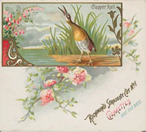 Clapper Rail, from the Game Birds series (N40) for Allen & Ginter Cigarettes, 1888-90