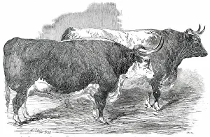 Winners Prints: Class 2. No. 33 - Earl Hardwicke's Ox... 1850. Creator: Smyth