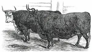 Horns Prints: Class 4. No. 49. - Prince Albert's Hereford Ox... 1850. Creator: Smyth