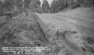 Ash Tree Prints: Clearing up volcanic ashes, between c1900 and c1930. Creator: Unknown