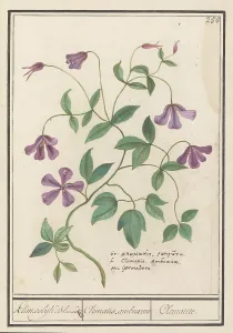 Deck Paint Prints: Clematis, 1596-1610. Creators: Anselmus de Boodt, Elias Verhulst