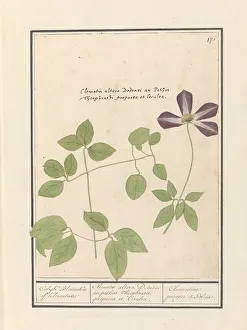 Deck Paint Prints: Clematis (Clematis), 1596-1610. Creators: Anselmus de Boodt, Elias Verhulst