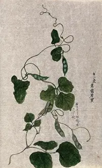 Stem Prints: A climbing plant, possibly in the Cucurbitaceae family: flowering stem. Creator: Unknown