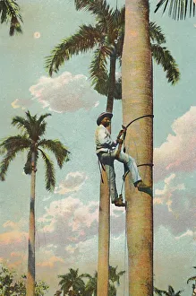 Climbing the Royal Palm - Subiendo la Palma Real, 1910. Creator: Unknown Climbing the Royal Palm - Subiendo la Palma Real, 1910. Creator: Unknown