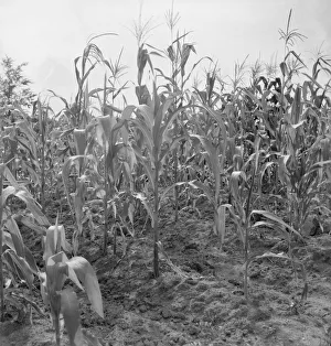 Cornfield Prints: Close up of poor corn, Orange County, North Carolina, 1939. Creator: Dorothea Lange