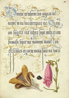 Cloth-of-Gold Crocus, Beetle, and Foxglove, 1561-1562; illumination added 1591-1596. Creator: Joris Hoefnagel