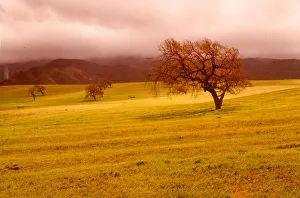 Robert Manno Gallery: Cloudy Trees. Creator: Robert Manno