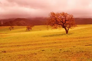 Cloudy Trees. Creator: Robert Manno