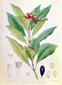Spice Prints: Clove, flower bud of Syzygium aromaticum (Eugenia carophyllata). Artist: D Blair