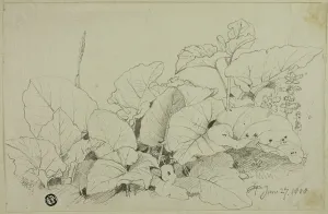 Clump of Leaves and Flowers, 1808/47. Creator: Joshua Cristall