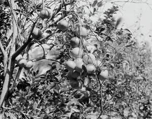 Growing Prints: Cluster of grape fruit, between 1900 and 1920. Creator: Unknown