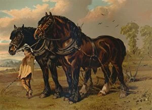 Cassell And Co Gallery: Clydesdale Stallion & Mare, c1879. Creator: Unknown