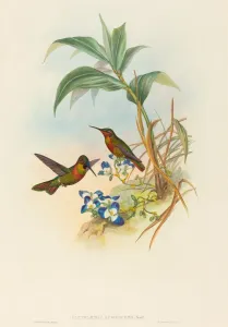 Clytolaema aurescens (Banded Ruby or Gould's Ruby). Creators: John Gould Clytolaema aurescens (Banded Ruby or Gould's Ruby). Creators: John Gould
