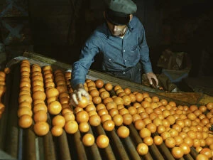 Citrus Fruit Industry Gallery: Co-op orange packing plant, Redlands, Calif. 1943. Creator: Jack Delano