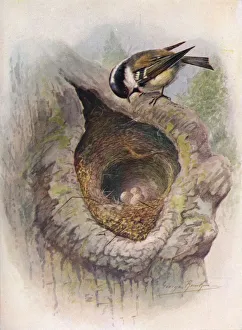 W Chambers Gallery: Coal-Tit - Pa rus at er, c1910, (1910). Artist: George James Rankin