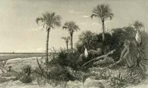 Cactus Gallery: On the Coast of Florida, 1872. Creator: Robert Hinshelwood