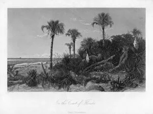 Images Dated 9th May 2007: On the coast of Florida. Artist: R Hinshelwood
