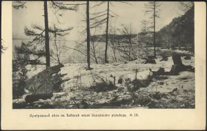 D P Efimova Prints: Coastal forest on Lake Baikal near the Baklany junction, 1905. Creator: Unknown