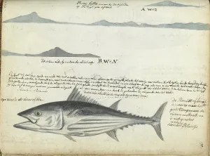 Brandes Jan Prints: Coastal profiles of the Canary Islands, and Fish, 1778. Creator: Jan Brandes