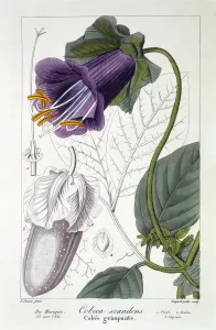 Plant Plants Prints: Cobaea scandens, pub. 1836. Creator: Panacre Bessa (1772-1846)