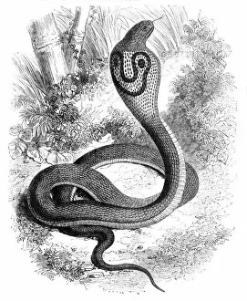 Wild Animal Gallery: The Cobra Di Capello, c1891. Creator: James Grant