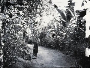 Jungle Prints: Cochin China [Vietnam], 1867, (1981). Creator: Unknown