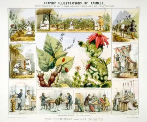Varnish Prints: Cochineal and lac insects, c1850. Artist: Benjamin Waterhouse Hawkins