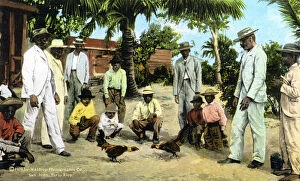 Images Dated 7th March 2008: A cock fight, Puerto Rico, 1909