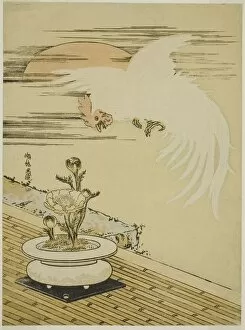 Cockerel Collection: Cock Flying Over Pot of Adonis, c. 1770s. Creator: Isoda Koryusai