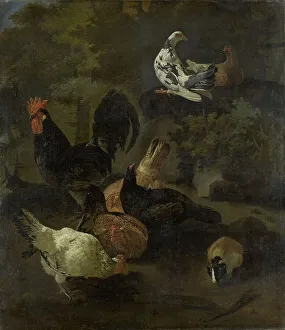 Dominance Prints: A Cock, Hens, Doves, and a Marmot, 1674. Creator: Jacomo Victors