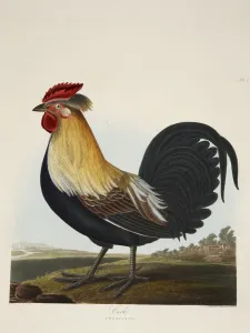 Illusration Prints: Cock, Phasianus, pub. 1835 ( Hand coloured engraving) 