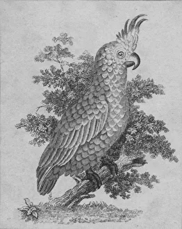 Cockatoo Prints: Cockatoo, 19th century? Creator: Unknown