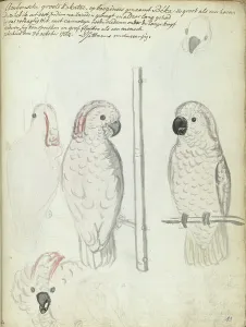 Cockatoo Prints: Cockatoo from Ambon, 1784. Creator: Jan Brandes