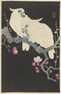 Landscapeanimals And Birds Prints: Two cockatoos on branch with plum blossom, 1925-1936. Creator: Ohara, Koson (1877-1945)