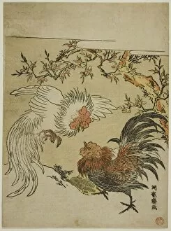 Cock Fight Gallery: Cocks Fighting Under a Tree, c. 1770s. Creator: Isoda Koryusai