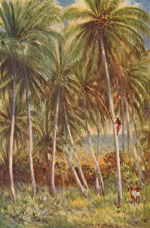 Coconut Palm Prints: Coco-nut Palms, 1924