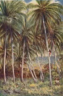 Coconut Gallery: Coco-Nut Palms in Northern Queensland, 1923. Creator: Unknown