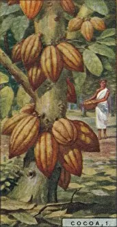 Plantation Worker Gallery: Cocoa, 1. - Cacao Tree, Trinidad, 1928