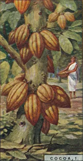 Plantation Worker Prints: Cocoa, 1. - Cacao Tree, Trinidad, 1928