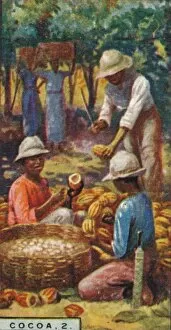 Plantation Worker Gallery: Cocoa, 2. - Opening the Pods, Trinidad, 1928